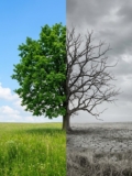 A Tale of Two Cities