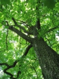 7 Benefits of Trees You Probably Didn’t Know