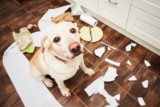 Why Is My Dog Misbehaving All of a Sudden? – What to Do Next