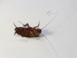 Cockroach Extermination in Denver, CO