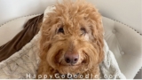 Cornstarch for Matted Dog Hair: A Heck of a Hack!