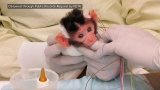 WATCH: Baby Monkeys Shriek in Fear in University of Washington Laboratory