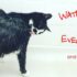 Wild Rose Reader: My Cat Rudy