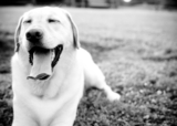 Tango – Smart Dog University