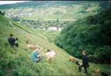 Mosel Winegrowers’ Focus On Soil Health Improves Wine Quality – ROCKIN RED BLOG