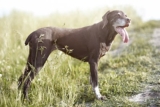 What Does Your Dog’s Urine Color Mean?
