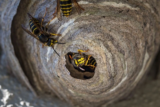 When Is Wasp Season in North Carolina?