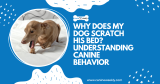 Why does My Dog Scratch his Bed? Understanding Behavior