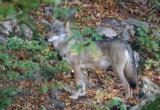 Wolf shot dead in Denmark and displayed during minister’s press conference