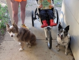Dads and Dogs | Tinted Edges