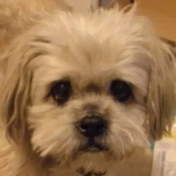 She Weighed Four Pounds and Wandered Miami’s Streets Alone — No One Had Come Looking