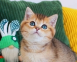 Mario | American Paws Club